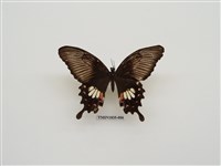 藏品(玉帶鳳蝶)的圖片